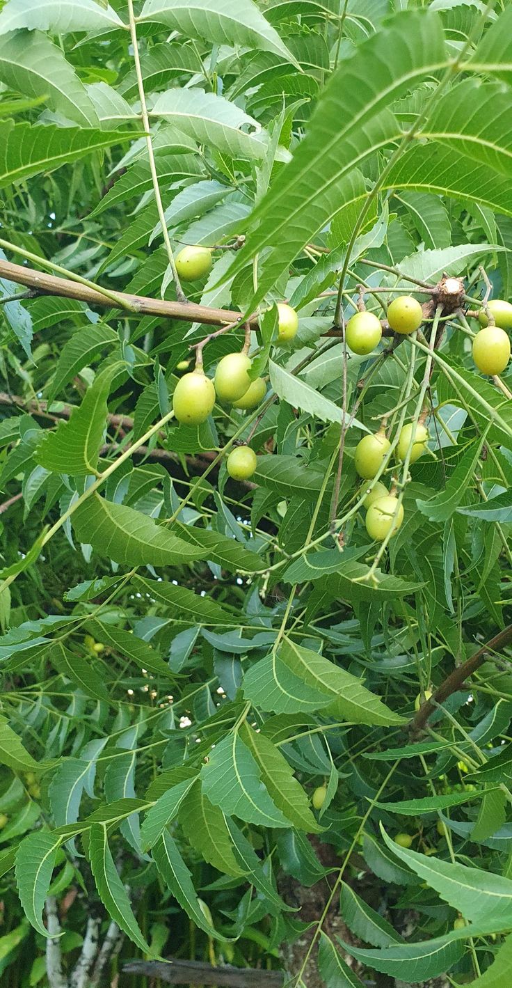 Frugoo Neem Powder – 100% Natural Detox & Skin Care | Supports Immunity & Purification