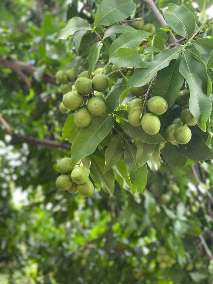 Frugoo Guava Powder – 100% Natural Fruit Powder | Rich in Vitamin C & Fiber for Immunity & Digestion