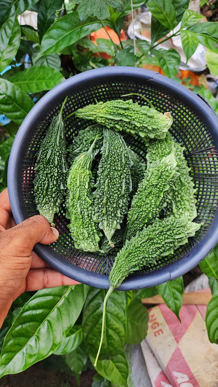 Frugoo Bitter Gourd Powder – 100% Natural Bitter Gourd Powder | Supports Blood Sugar & Liver Health