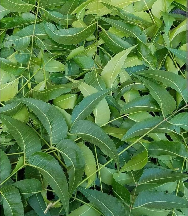 Frugoo Neem Powder – 100% Natural Detox & Skin Care | Supports Immunity & Purification