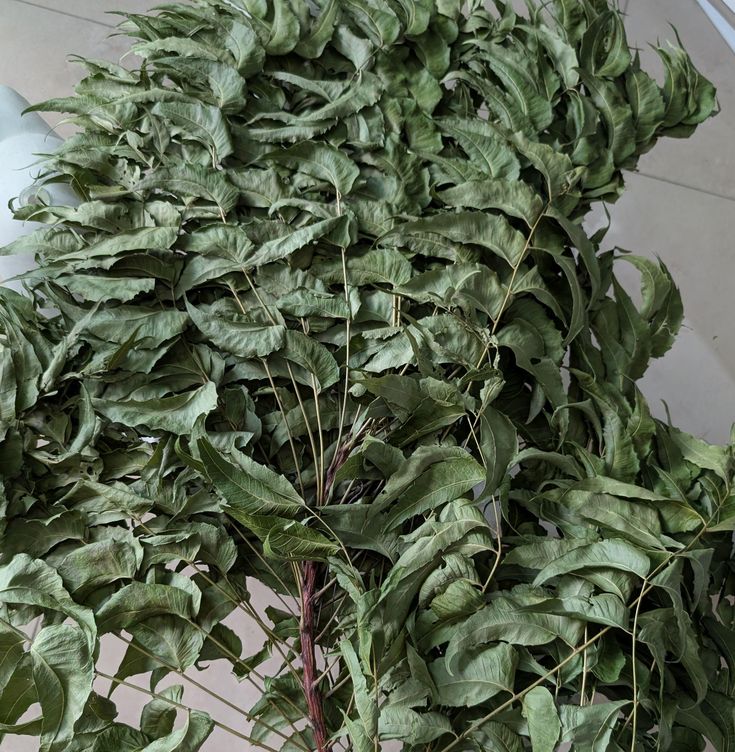 Frugoo Neem Powder – 100% Natural Detox & Skin Care | Supports Immunity & Purification